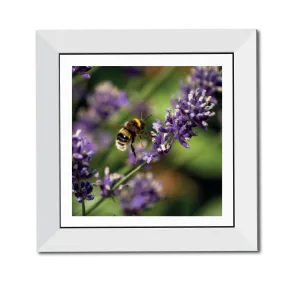 Bumblebee on Lavender 12" Framed Print
