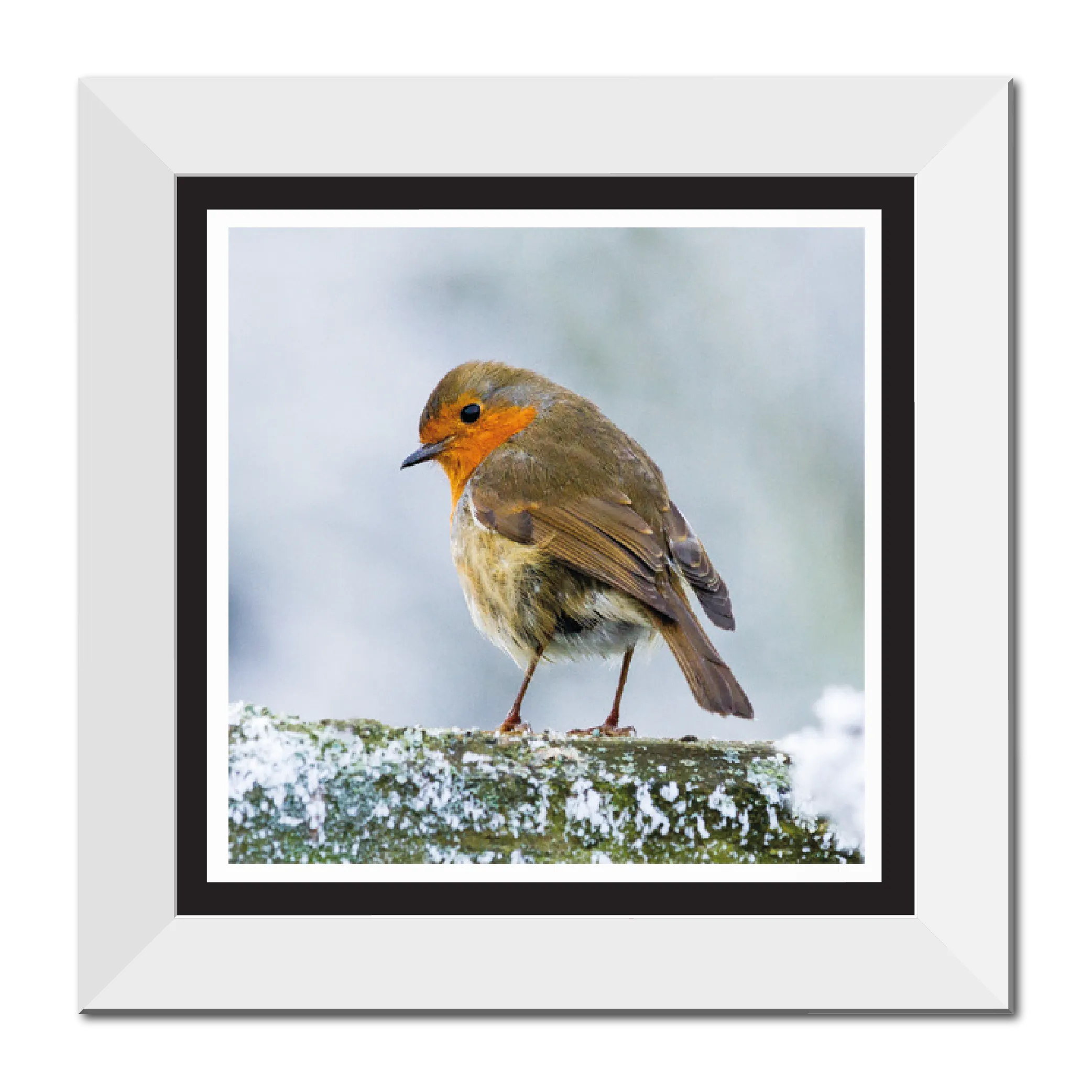 Winter Robin 12" Framed Print