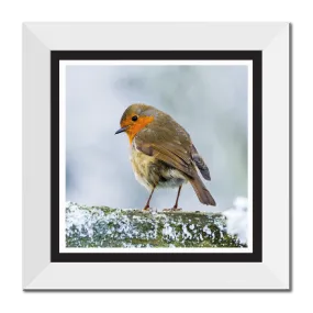 Winter Robin 12" Framed Print